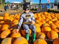 K2Alpaca-Pumpkin-Patch-Bats-in-the-Pumpkins