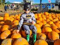 K2Alpaca-Pumpkin-Patch-Bats-in-the-Pumpkins