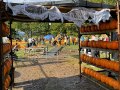 K2Alpaca-Pumpkin-Patch-Pumpkin-Patch