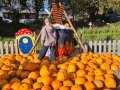 K2Alpaca-Pumpkin-Patch-Whats-Cookin