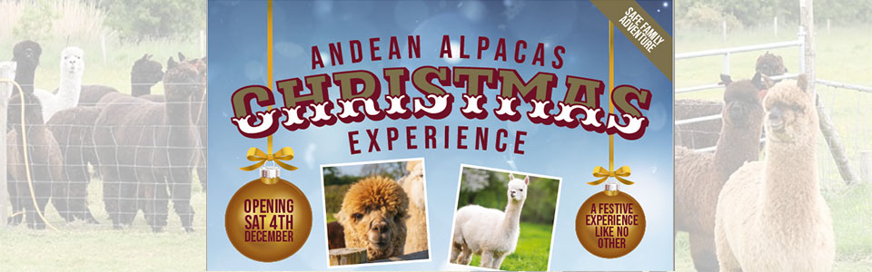 Andean-Alpacas-Christmas-Experience