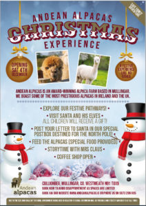 andean-alpacas-christmas-experience