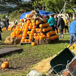 K2 Alpacas Pumpkin Patch Experience Wicklow