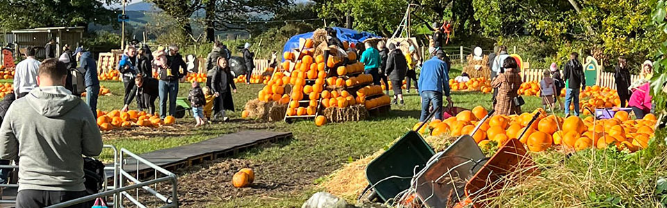 K2 Alpacas Pumpkin Patch Experience Wicklow