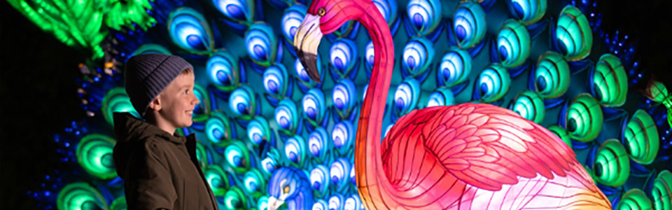 Wild Lights Dublin Zoo